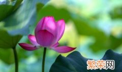 荷花种子怎么种植 荷花种子怎么种植方法 家养