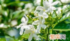 茉莉花怎么养殖 茉莉花的养殖方法和注意事项