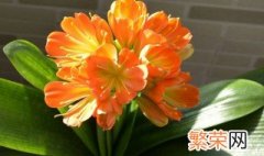 君子兰叶子向内卷曲怎么解决 君子兰叶片向后卷