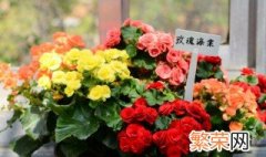 玫瑰海棠怎么养 玫瑰海棠如何养