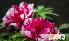 牡丹花节什么时候开始 牡丹花节在哪