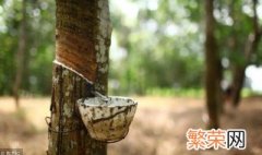 橡胶晚上割 为什么割橡胶要在清晨开始