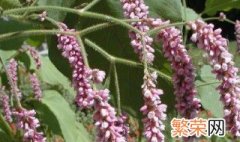 蓼草的简介 蓼草是草本植物吗