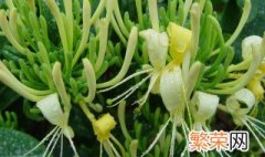 金银花的花语是什么 金银花的花语意思是什么