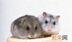 仓鼠用什么洗澡 仓鼠用什么洗澡是用沙子洗澡吗
