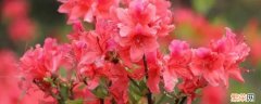 映山红香吗 映山红是花么
