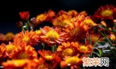 荷兰菊花语 红色荷兰菊花语