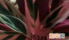 七彩竹芋的养殖方法和注意事项 冬天需要搬到室内吗