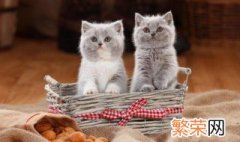 捡来的猫为什么不能养 捡来的猫不能养的原因