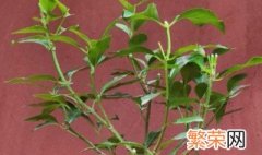 卫矛的繁殖方法 怎么繁殖卫矛